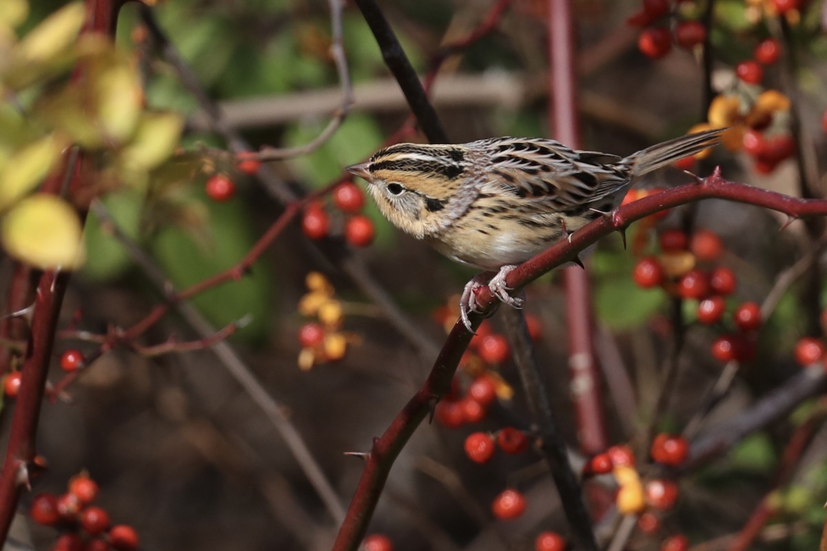 Leconte Serçesi - ML646649387