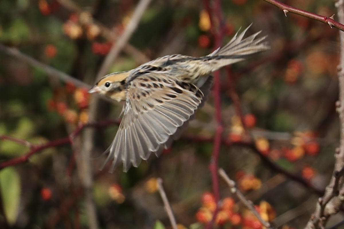 Leconte Serçesi - ML646649388