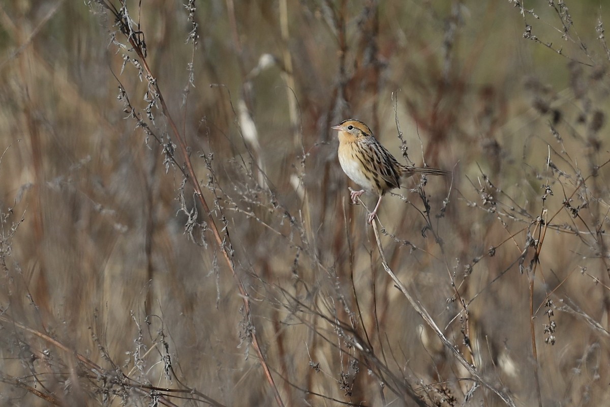 Leconte Serçesi - ML646649389
