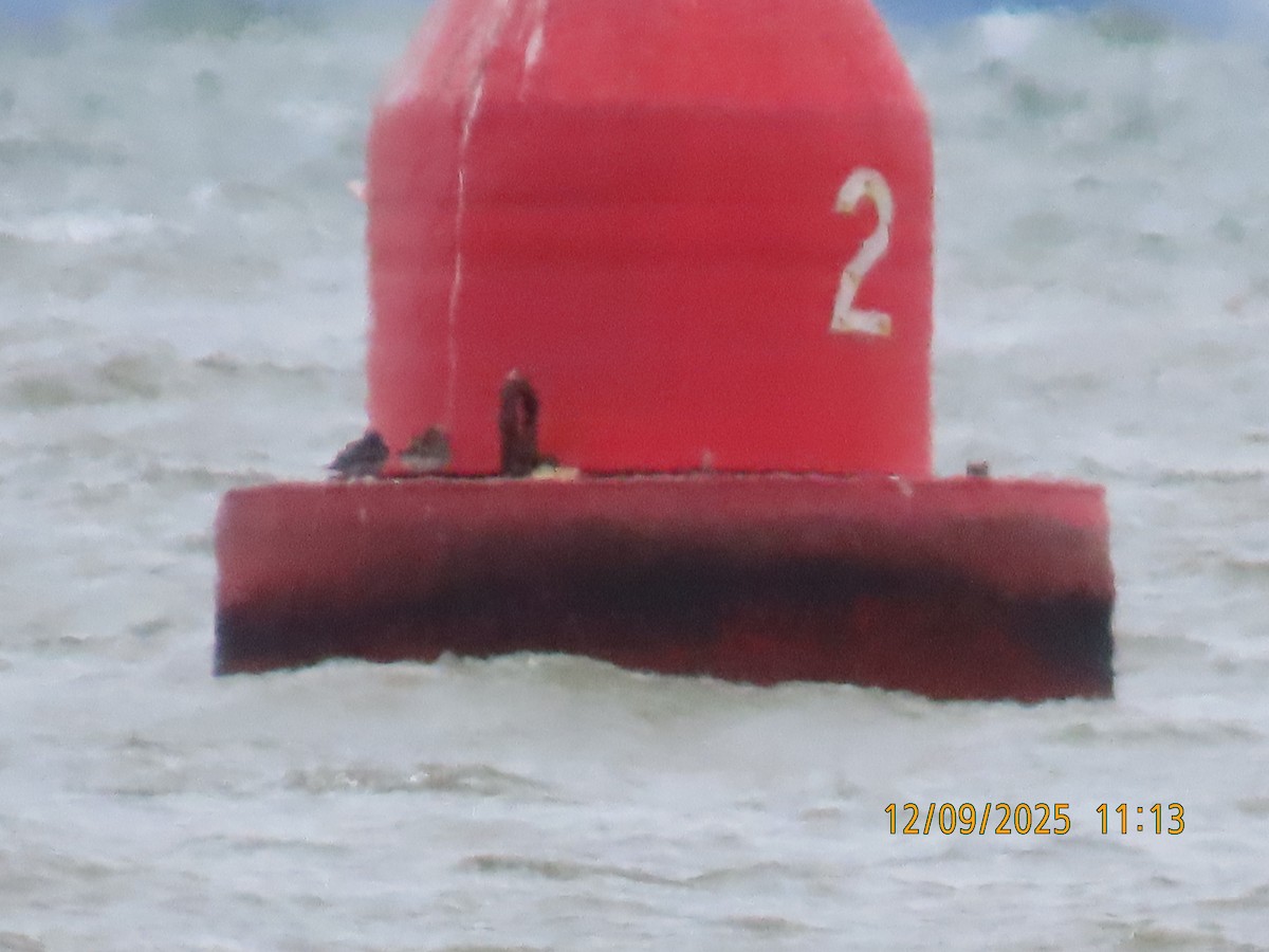 Purple Sandpiper - ML646649390