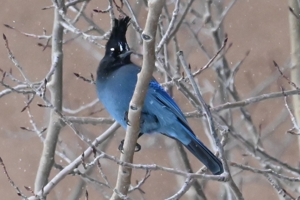 Steller's Jay - ML646649397