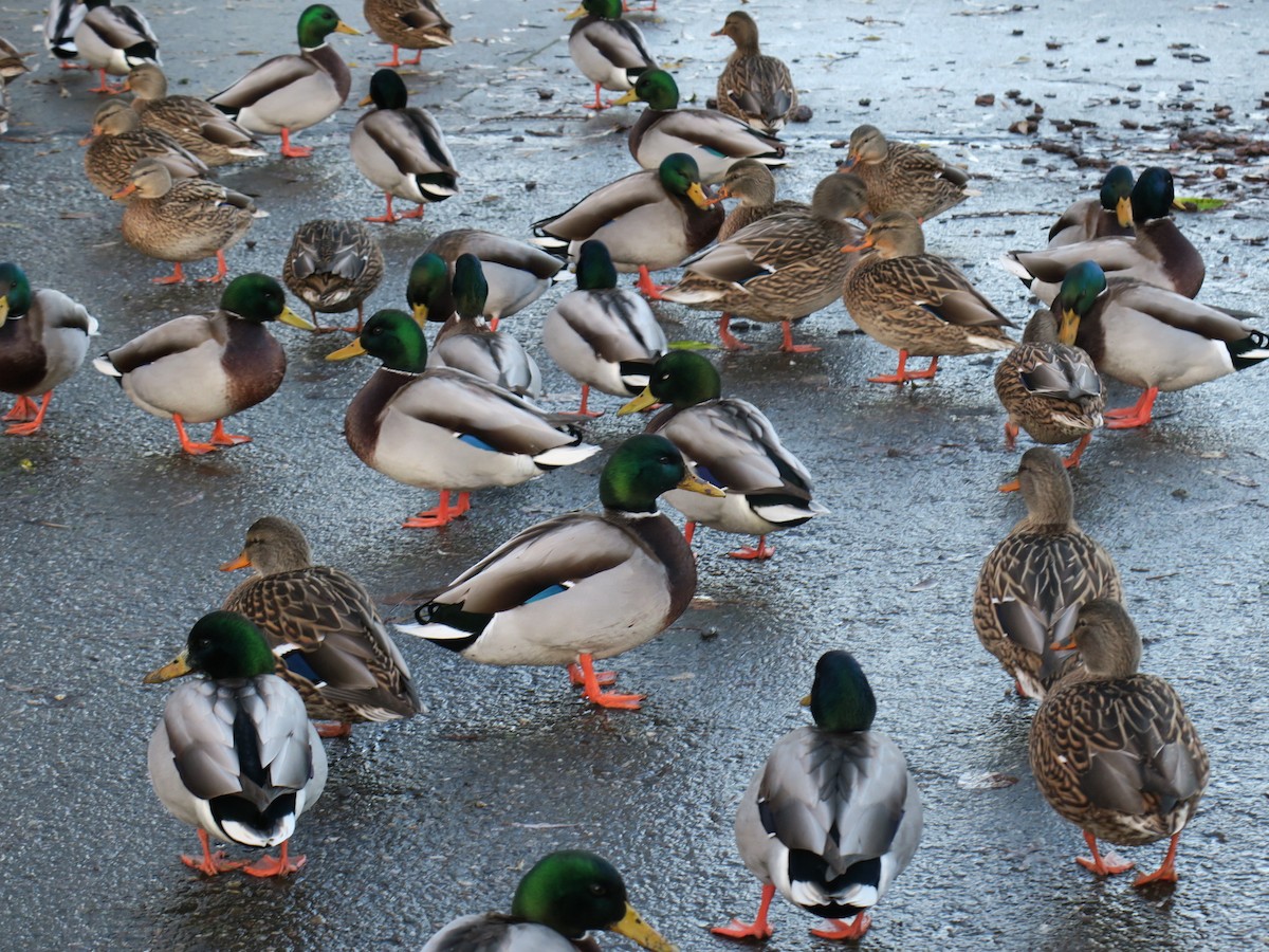 kachna divoká - ML646649400