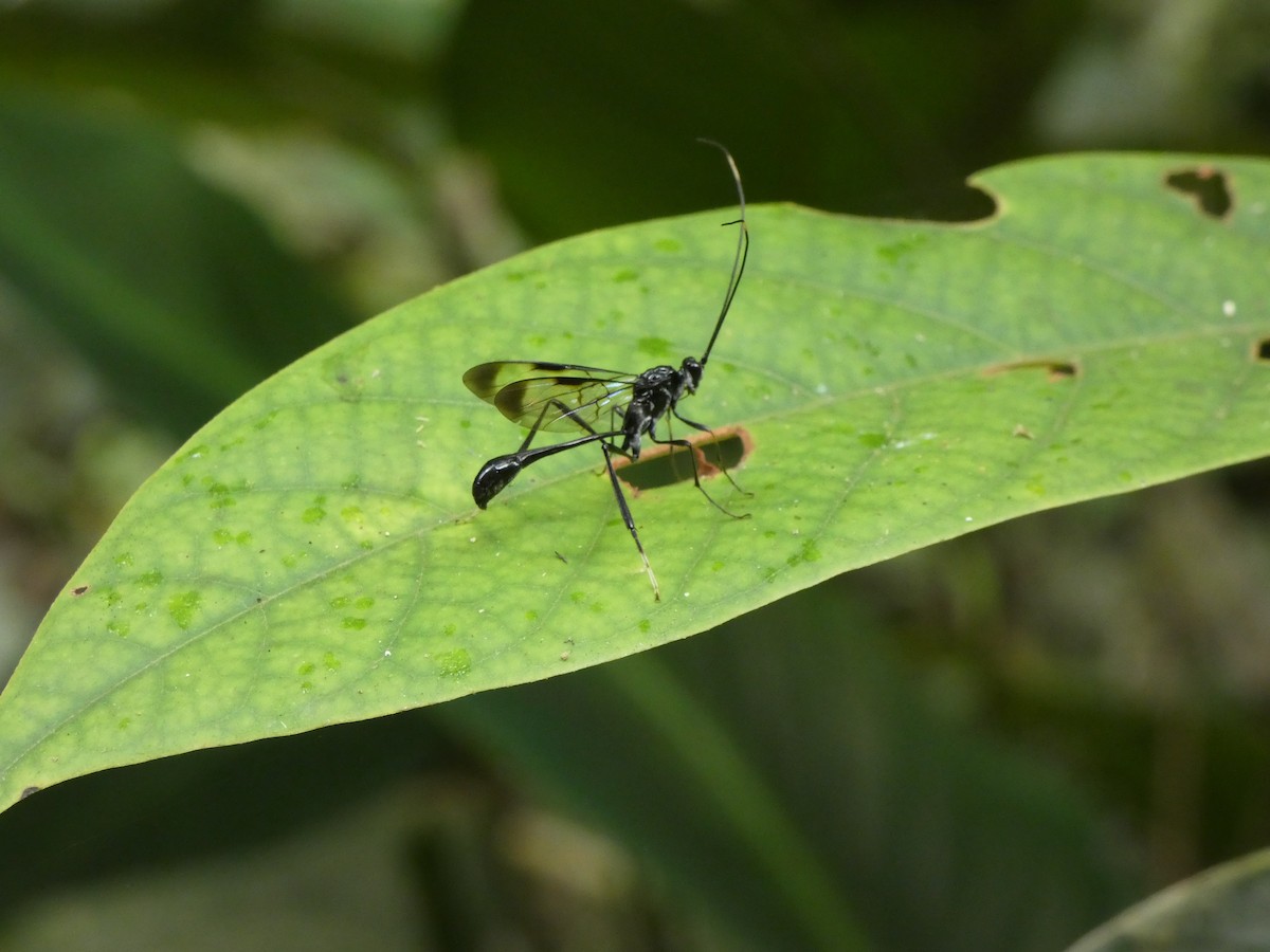 Animals - ML646649401