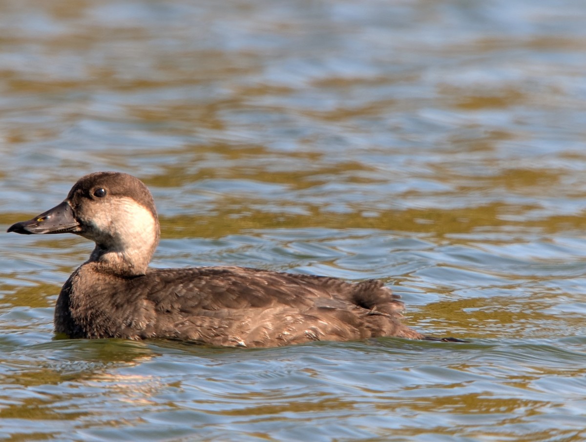 Black Scoter - ML646649402