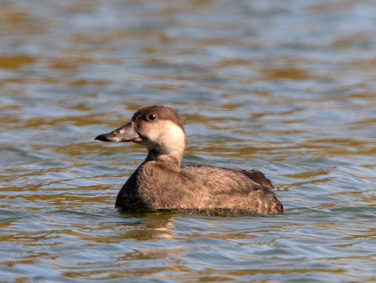 Black Scoter - ML646649403