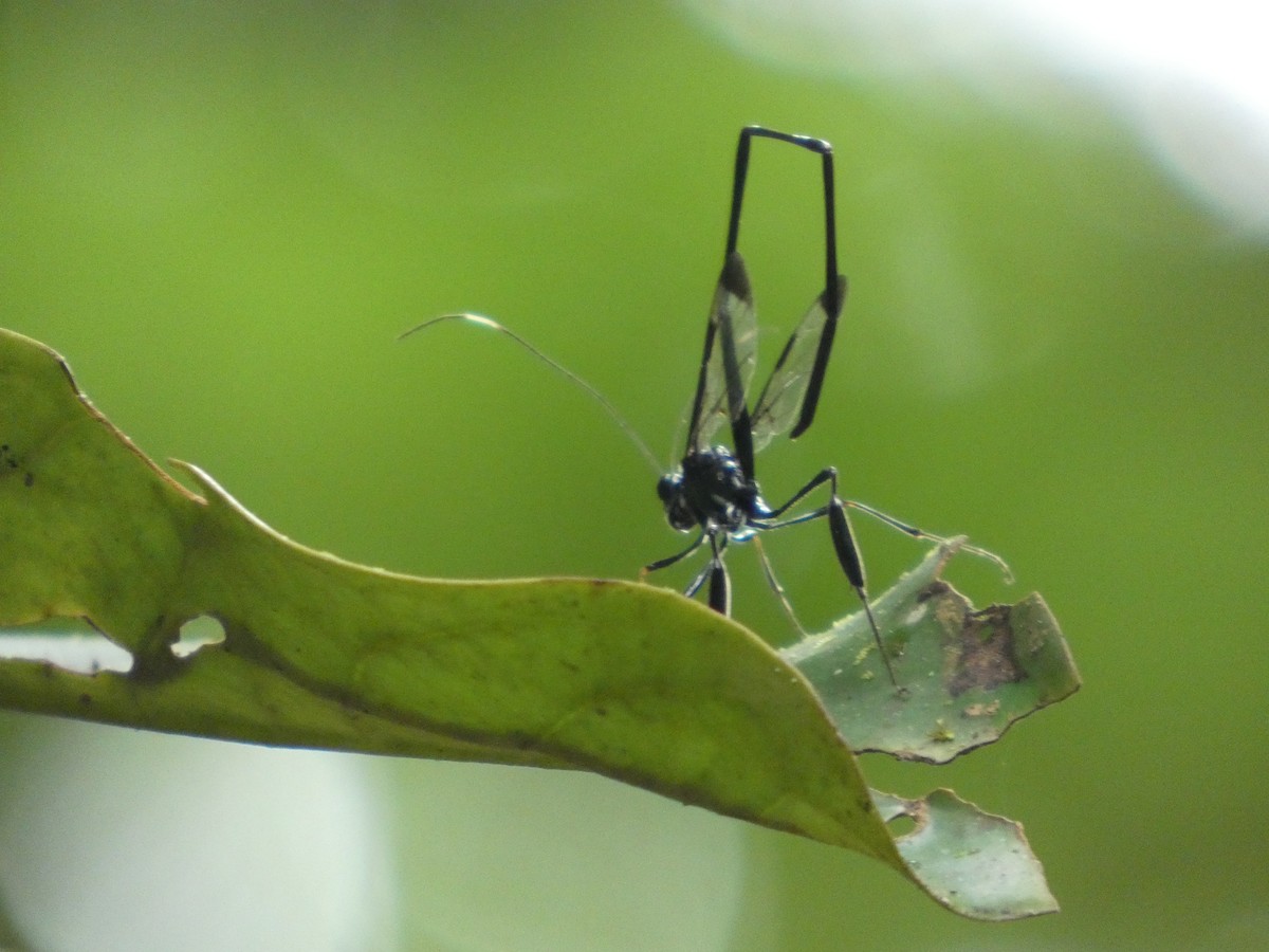 American Pelecinid Wasp - ML646649405