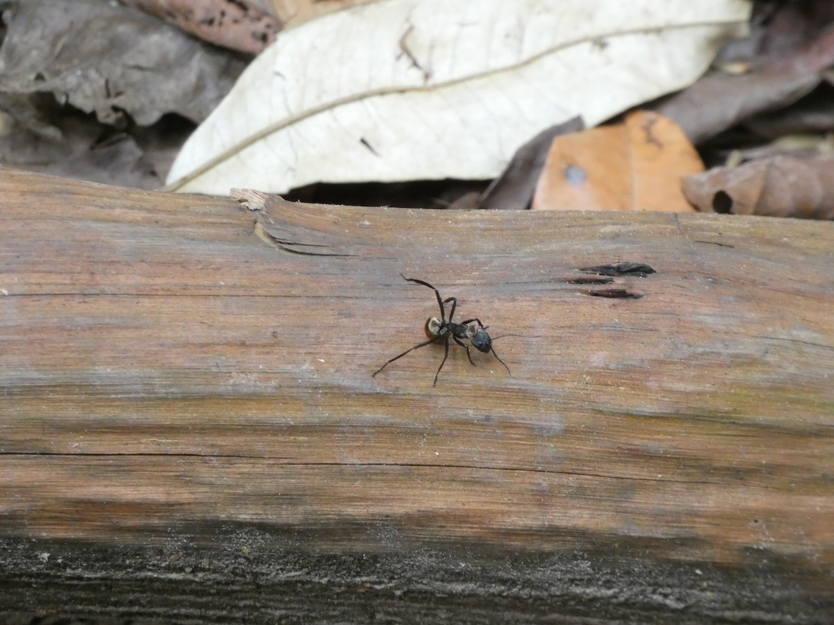 Shimmering Golden Sugar ant - ML646649408