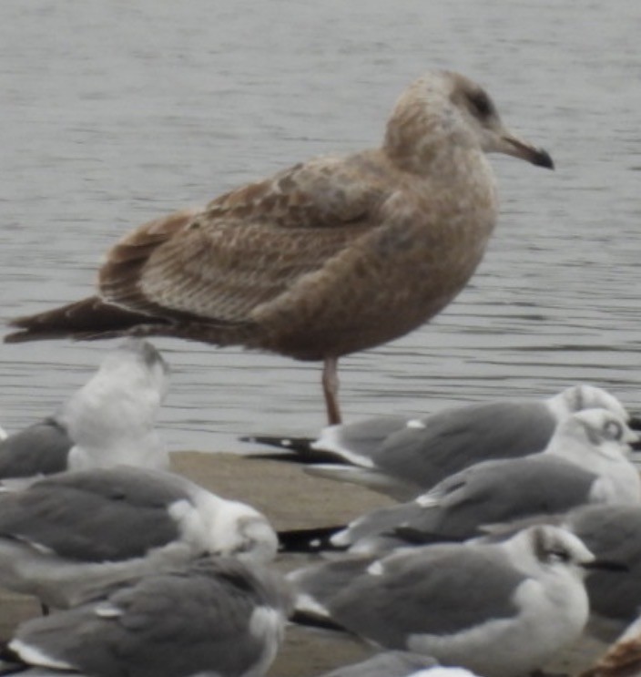 racek americký - ML646649409