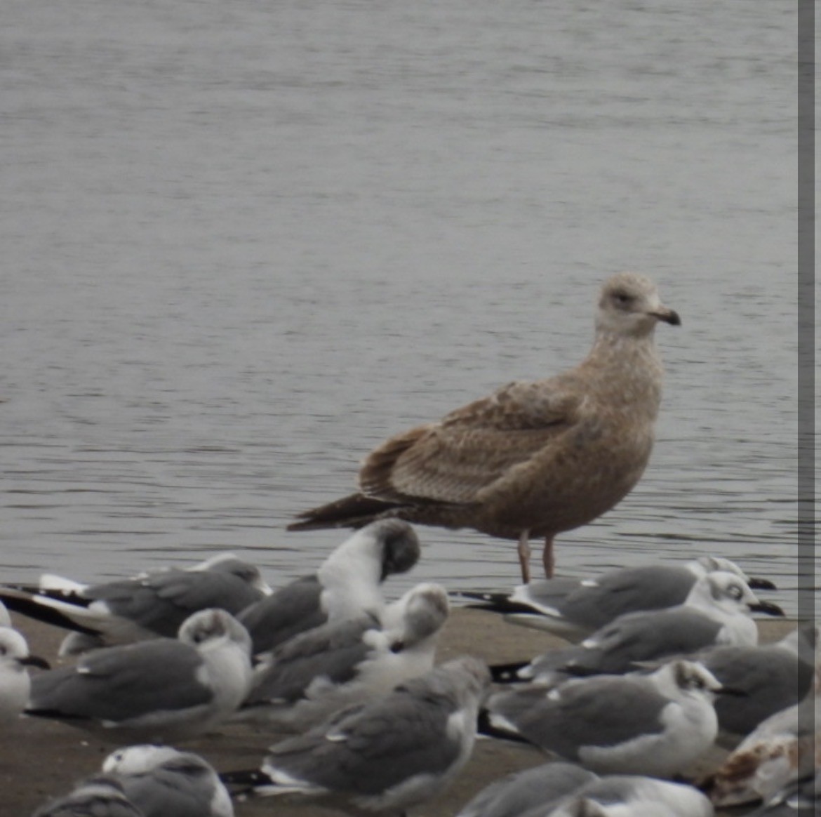 racek americký - ML646649410