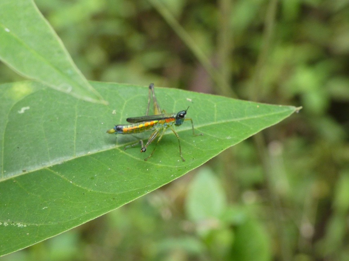 Animals - ML646649413