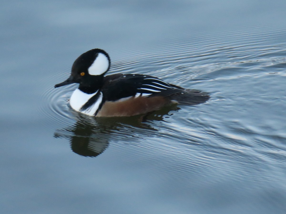 morčák chocholatý - ML646649414