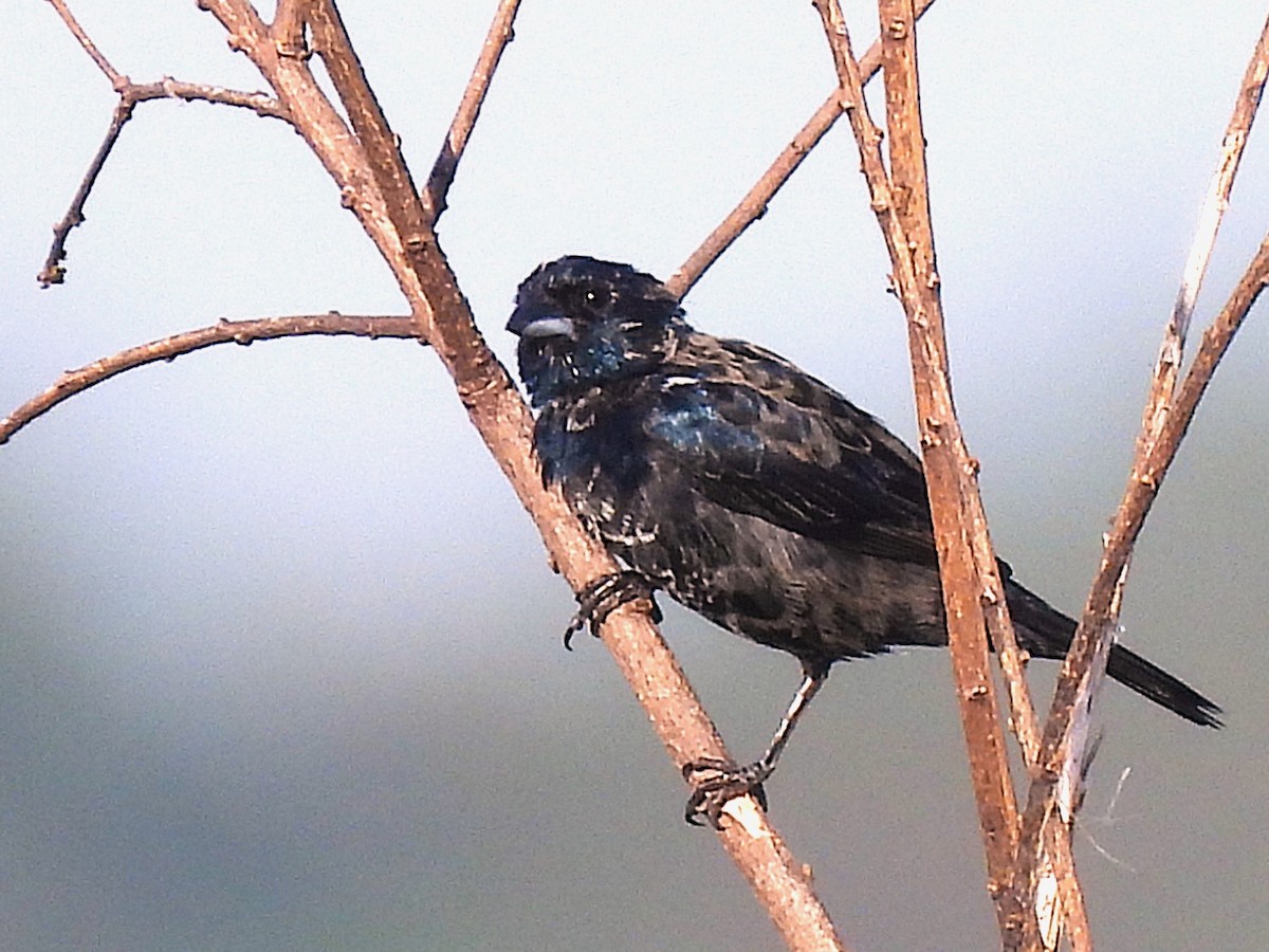 Jacarinitangare - ML646649415