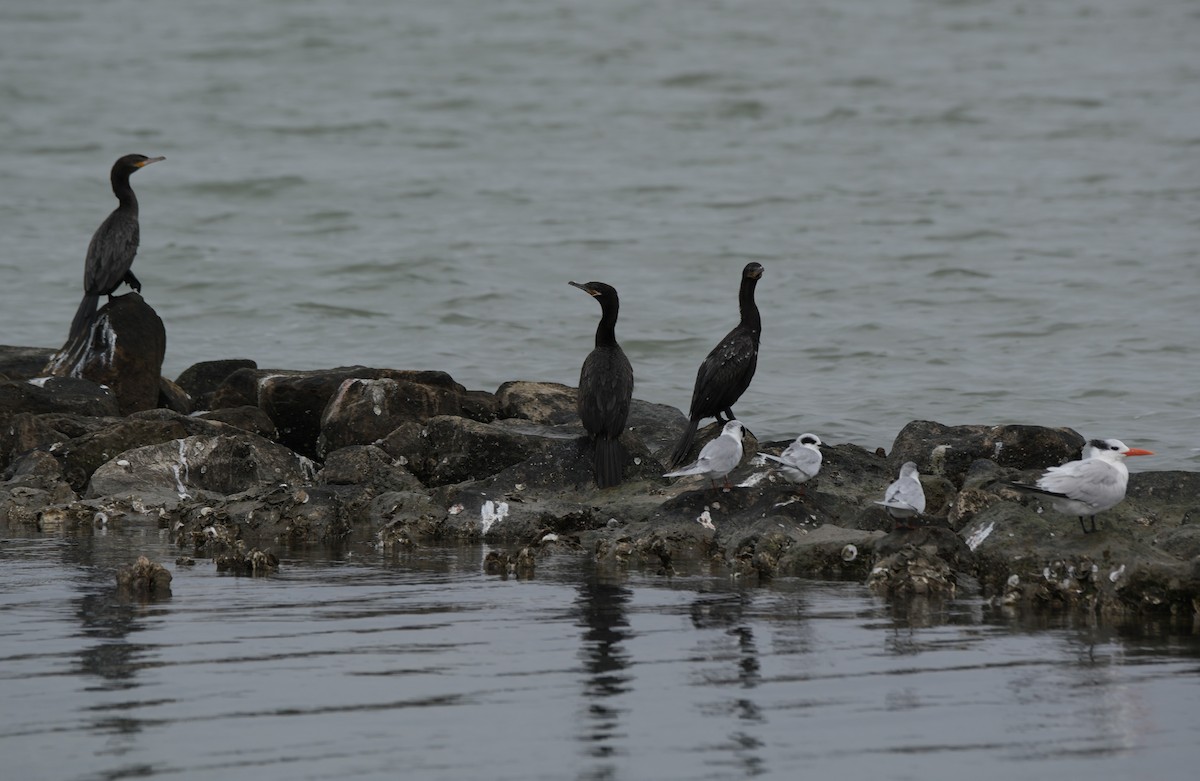 Neotropic Cormorant - ML646649416