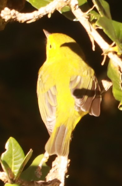 Wilson's Warbler - ML646649419