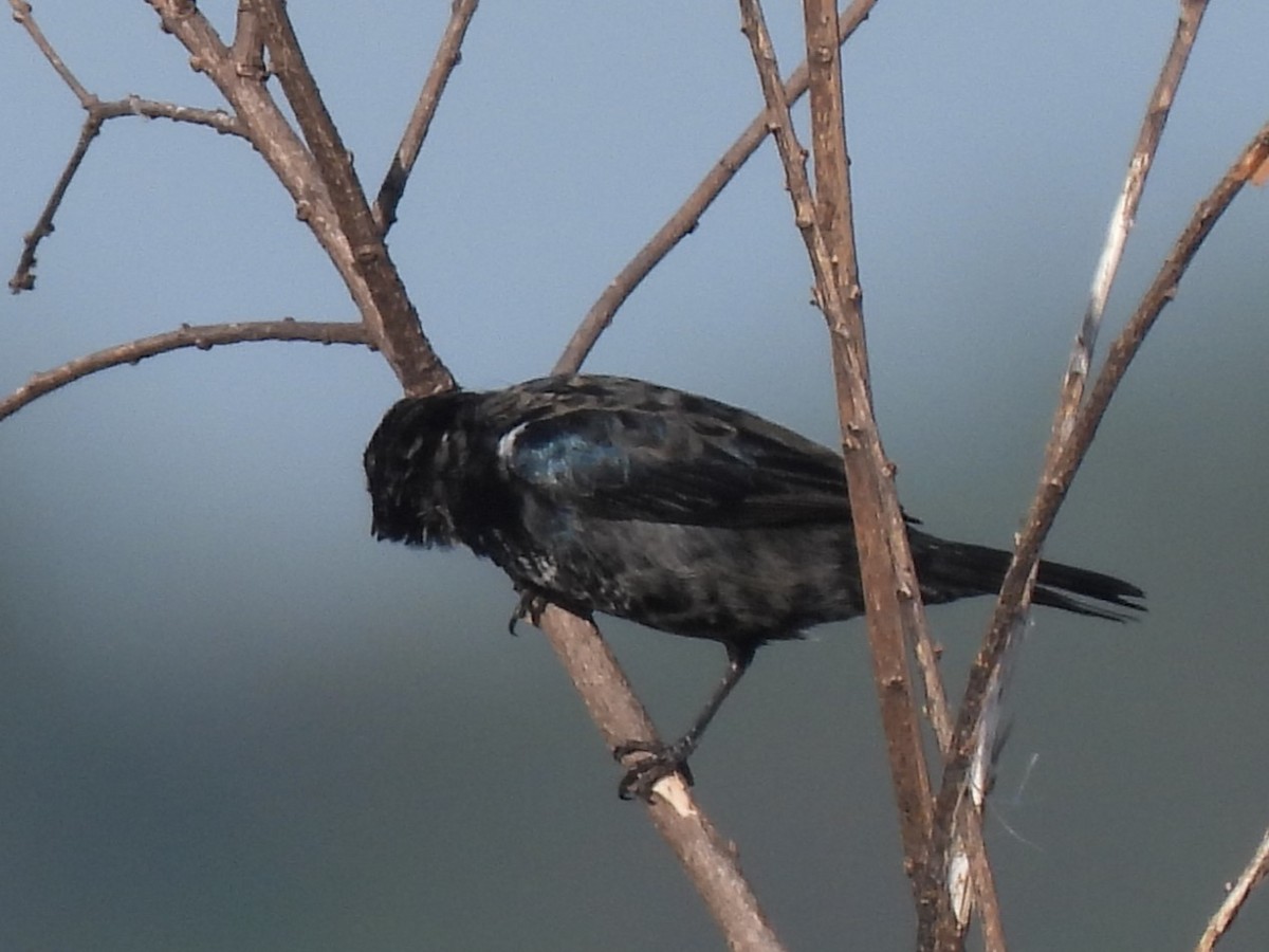 Jacarinitangare - ML646649420