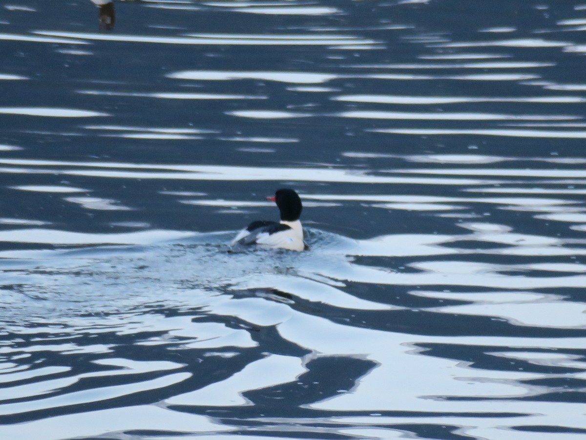 morčák velký - ML646649422