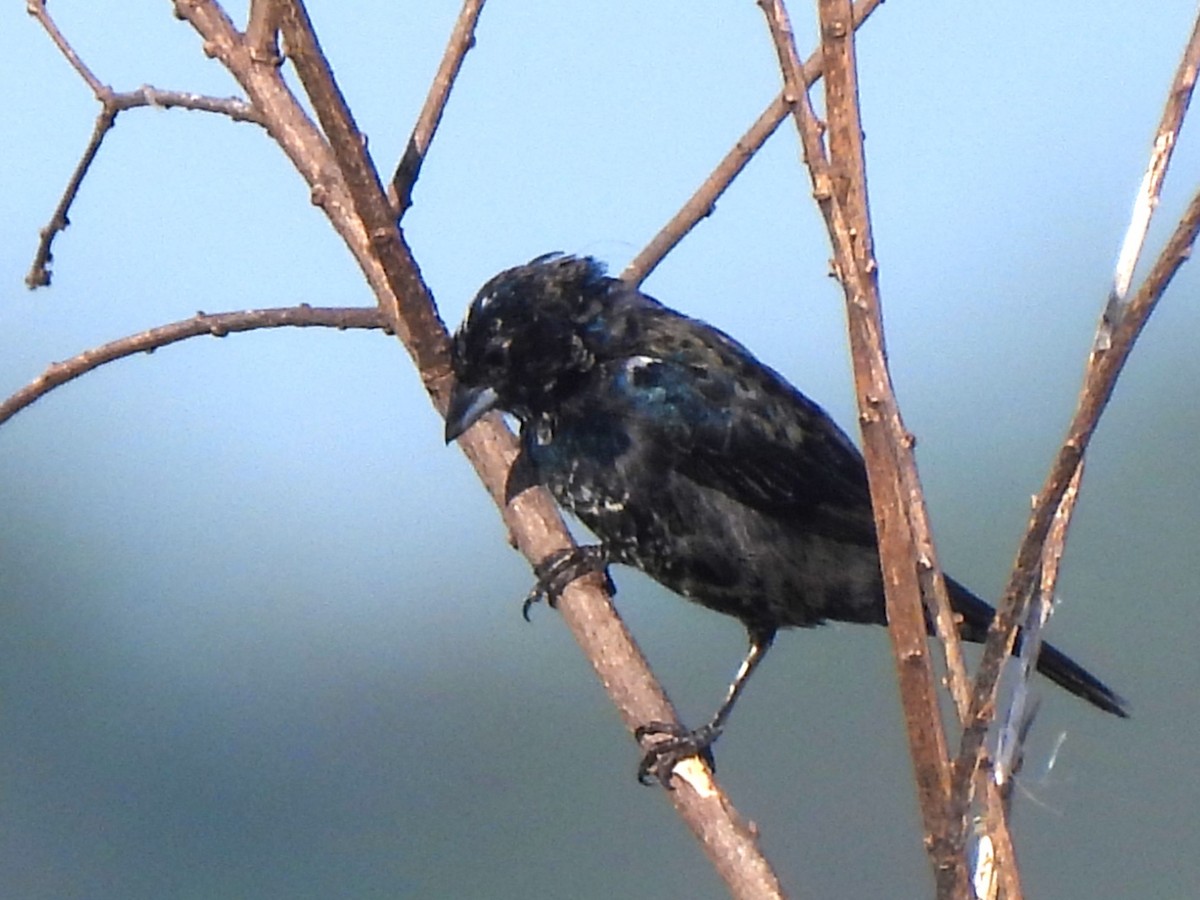 Jacarinitangare - ML646649426