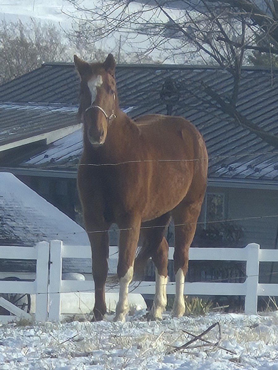 Hayvanlar - ML646649427