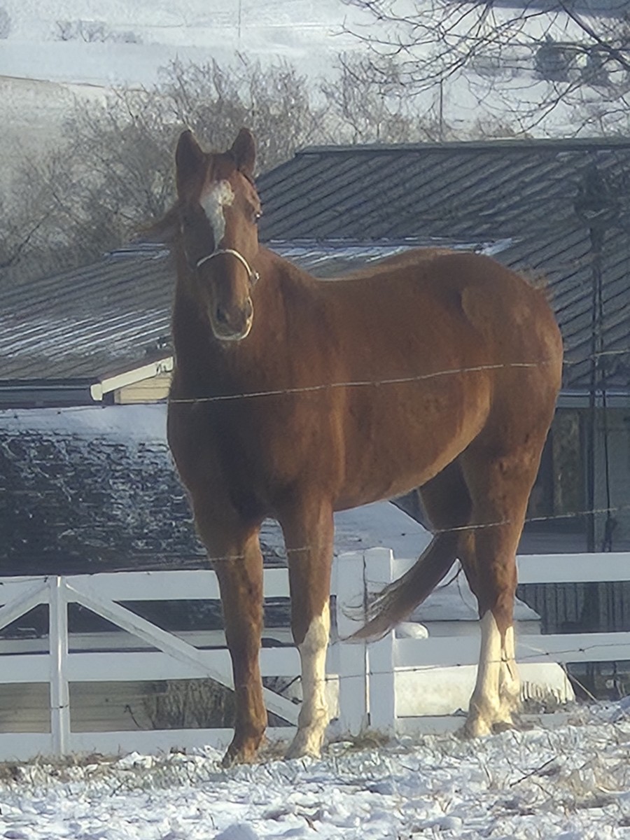 Hayvanlar - ML646649428