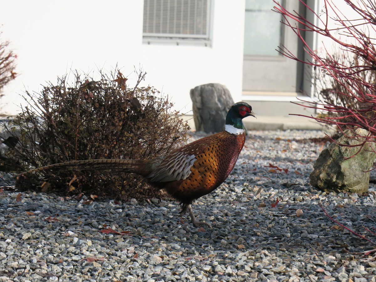 bažant obecný - ML646649430