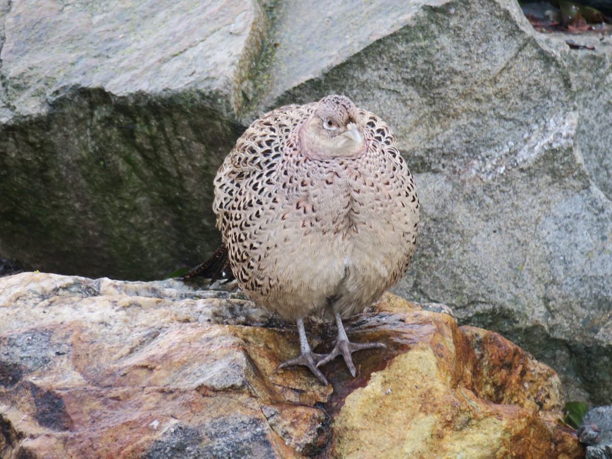 bažant obecný - ML646649431