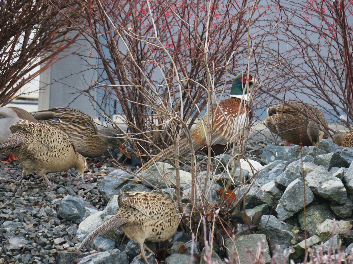 bažant obecný - ML646649432