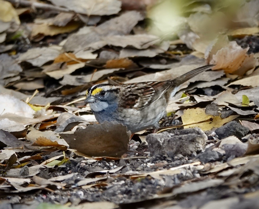 Белогорлая зонотрихия - ML646649433