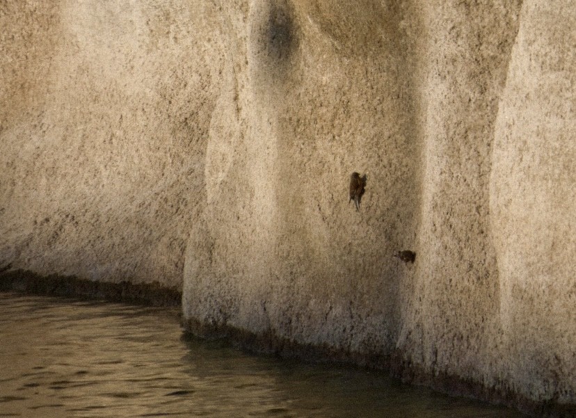 赤胸朱頂雀 - ML646649444