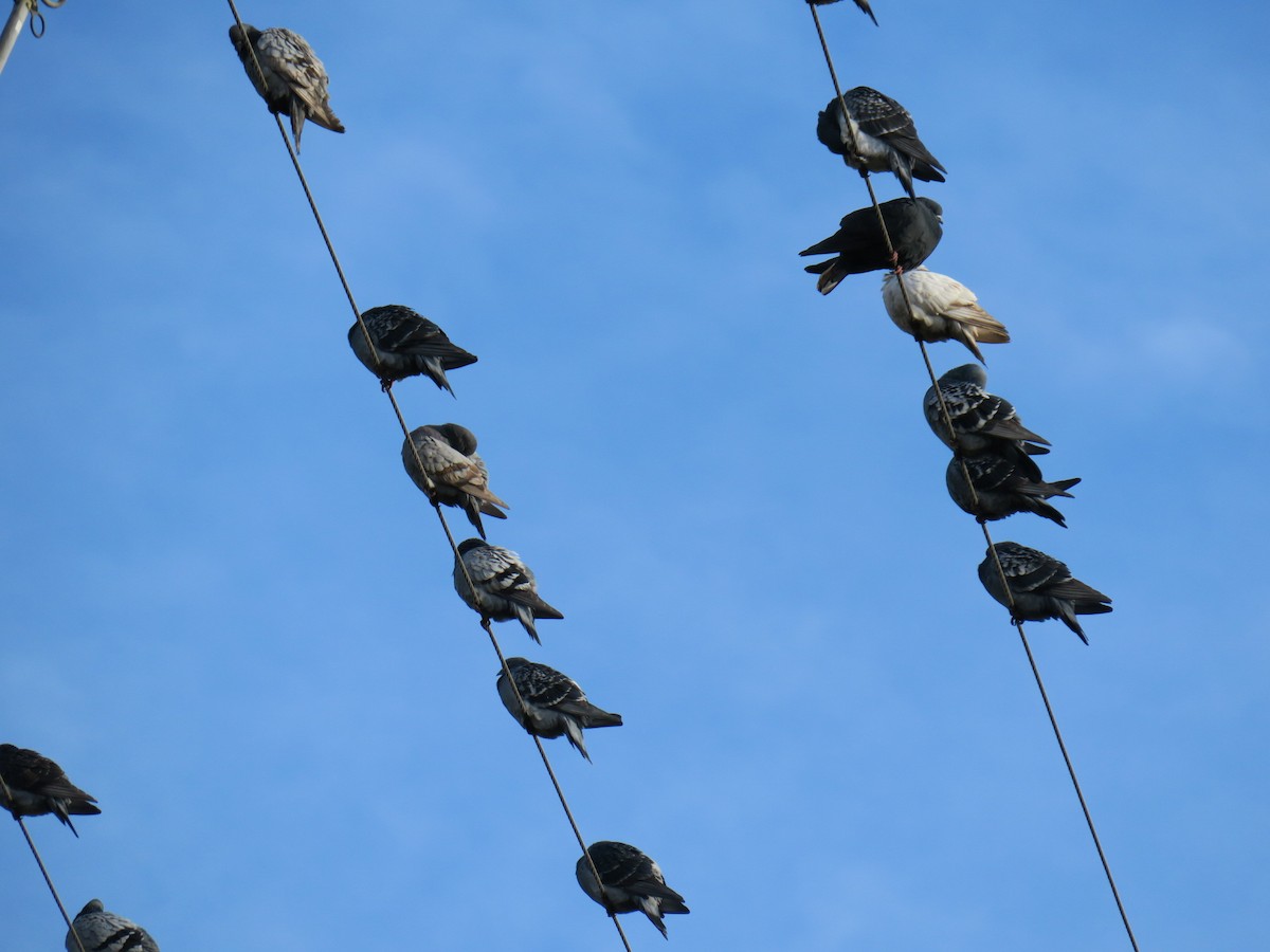 holub skalní (domácí) - ML646649445