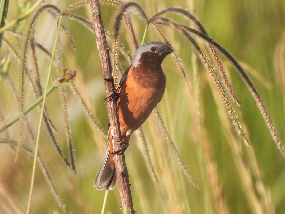 Schwarzkehlspelzer - ML646649446