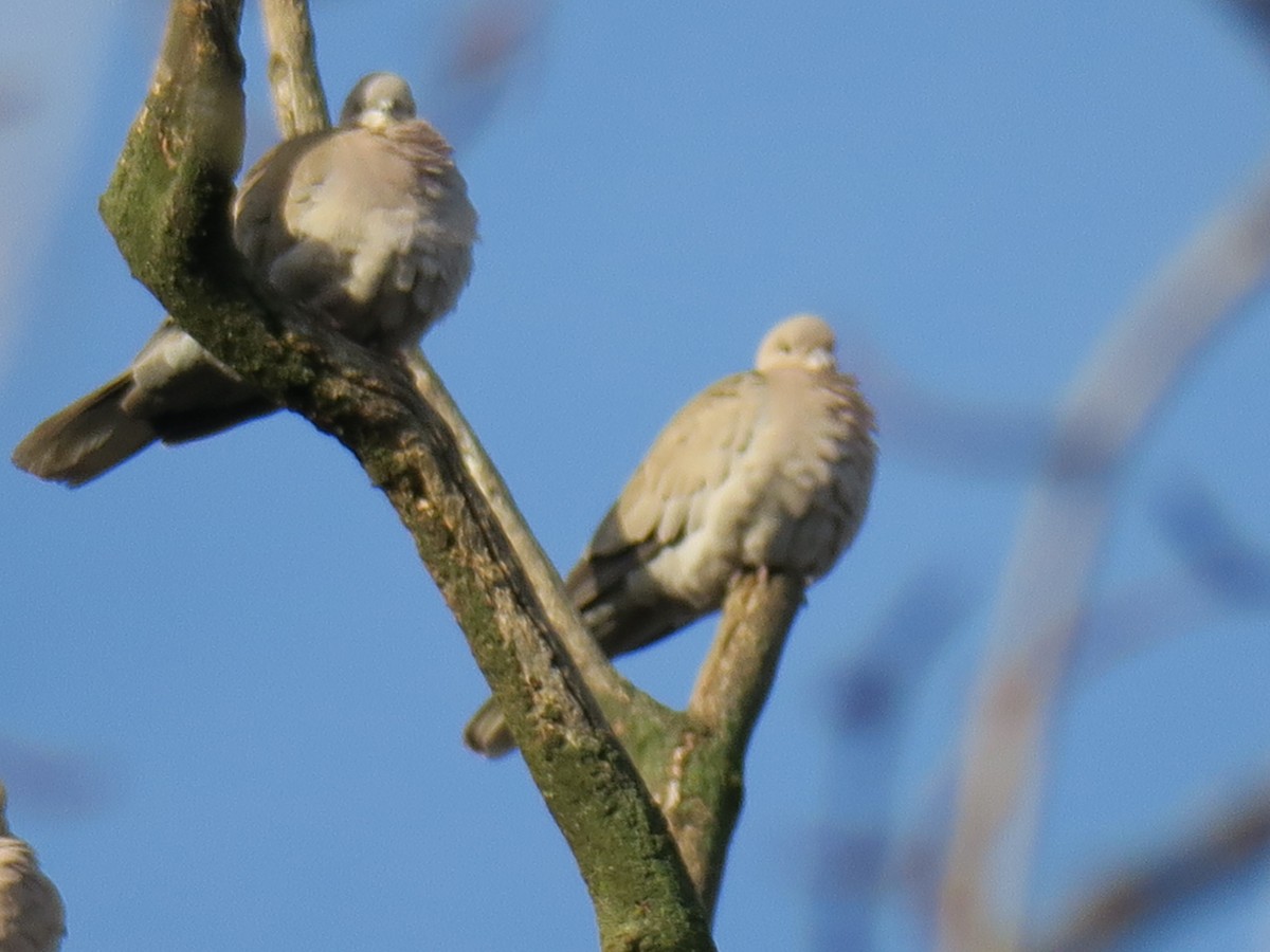 Eurasian Collared-Dove - ML646649447