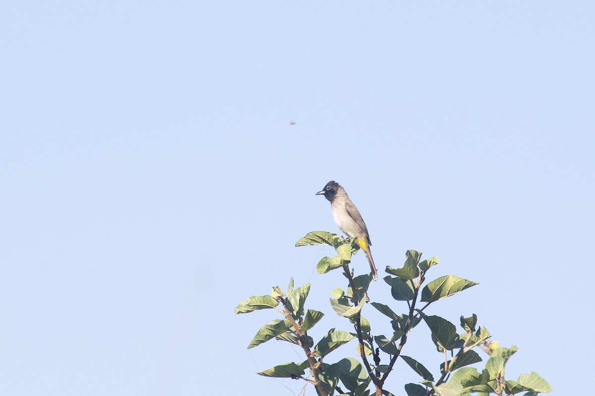 Gelbsteißbülbül - ML646649448