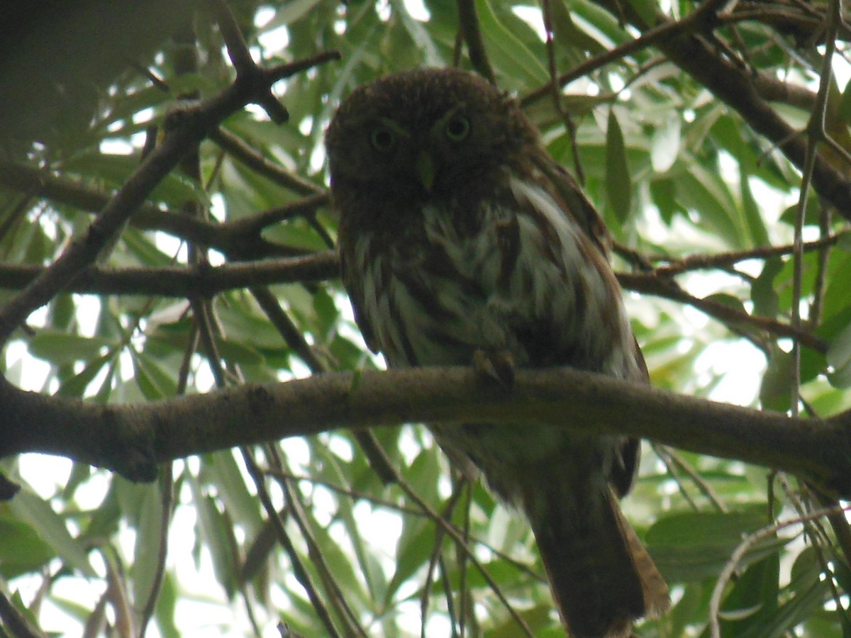 Ferruginous Pygmy-Owl - ML646649449