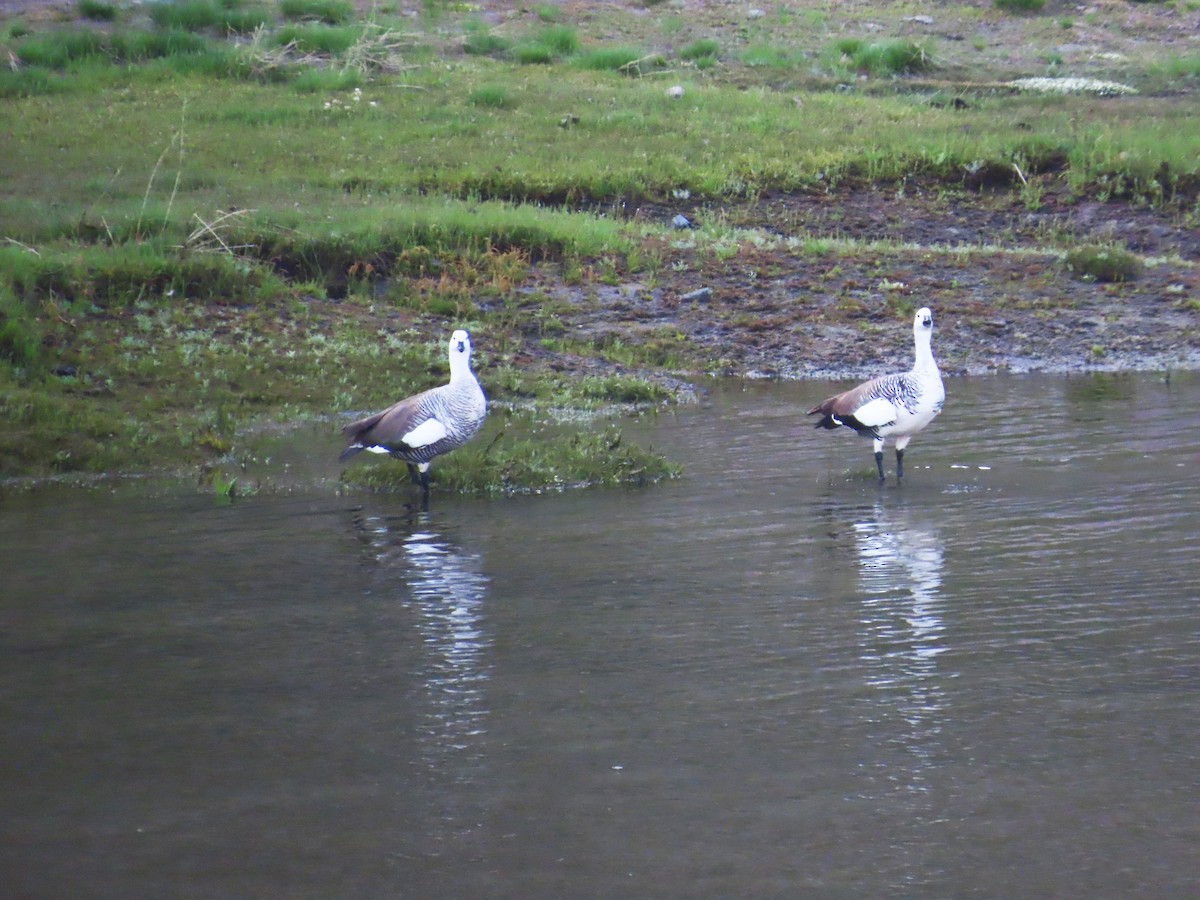 Cauquén Común - ML646649456