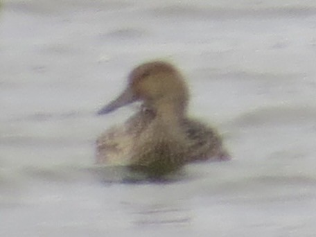 オナガガモ - ML646649457