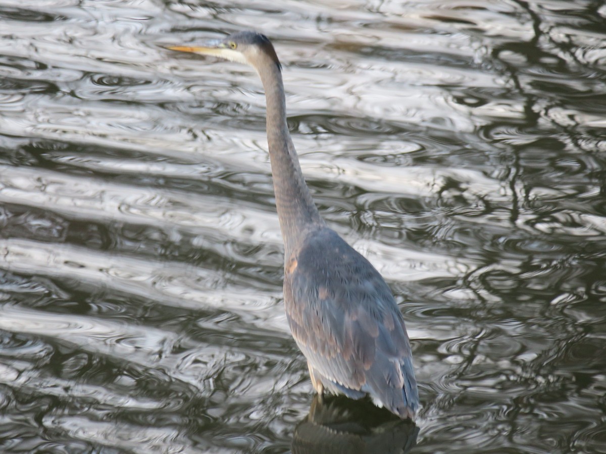 volavka velká - ML646649462