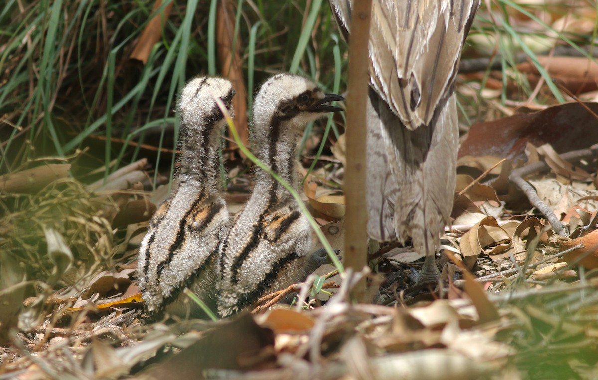 Langschwanztriel - ML646649463