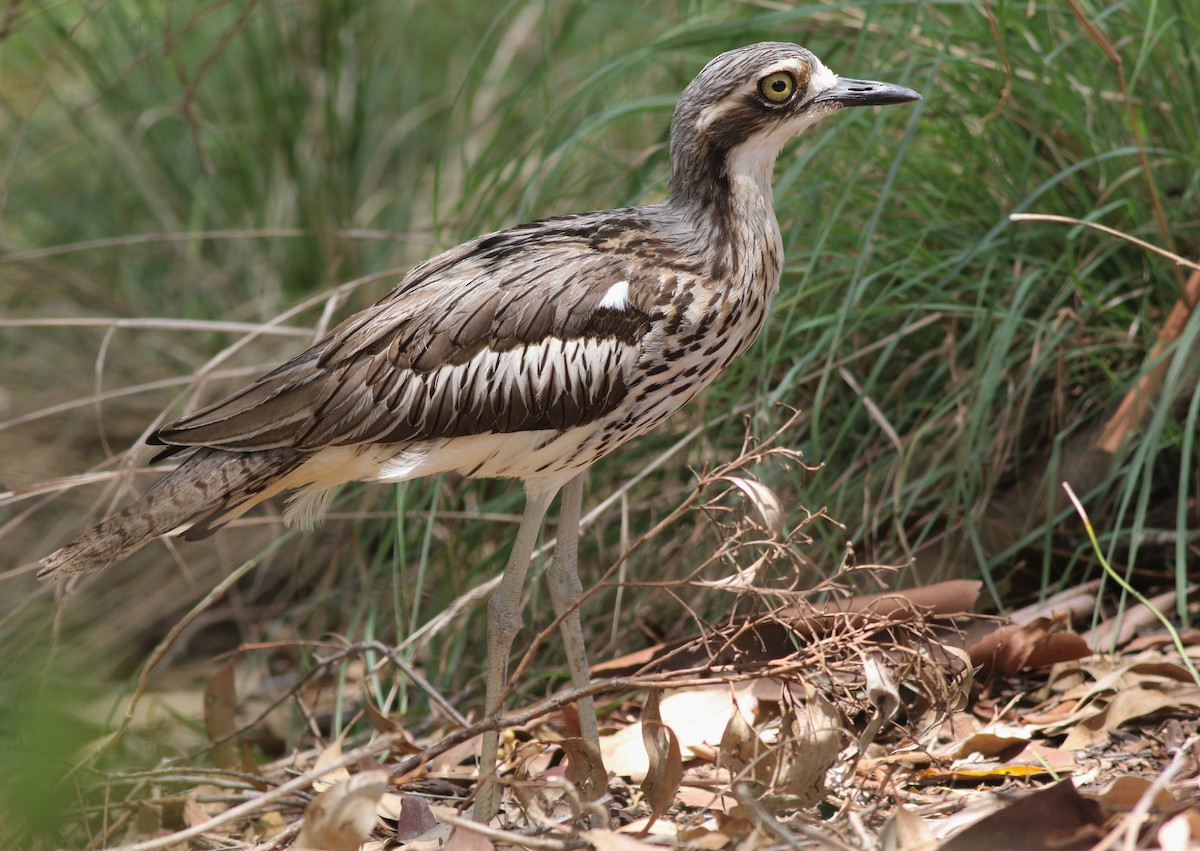 Langschwanztriel - ML646649464