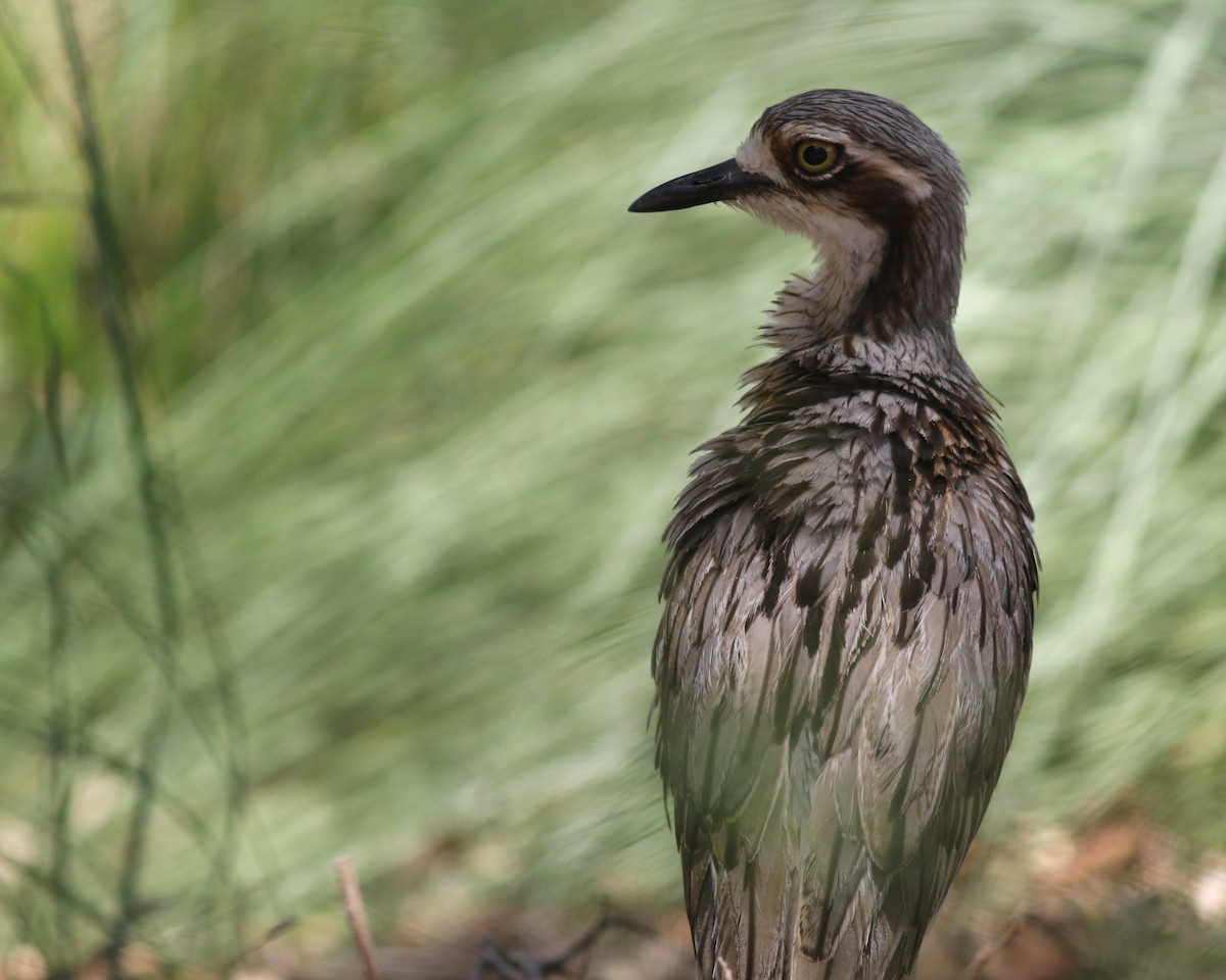 Langschwanztriel - ML646649465