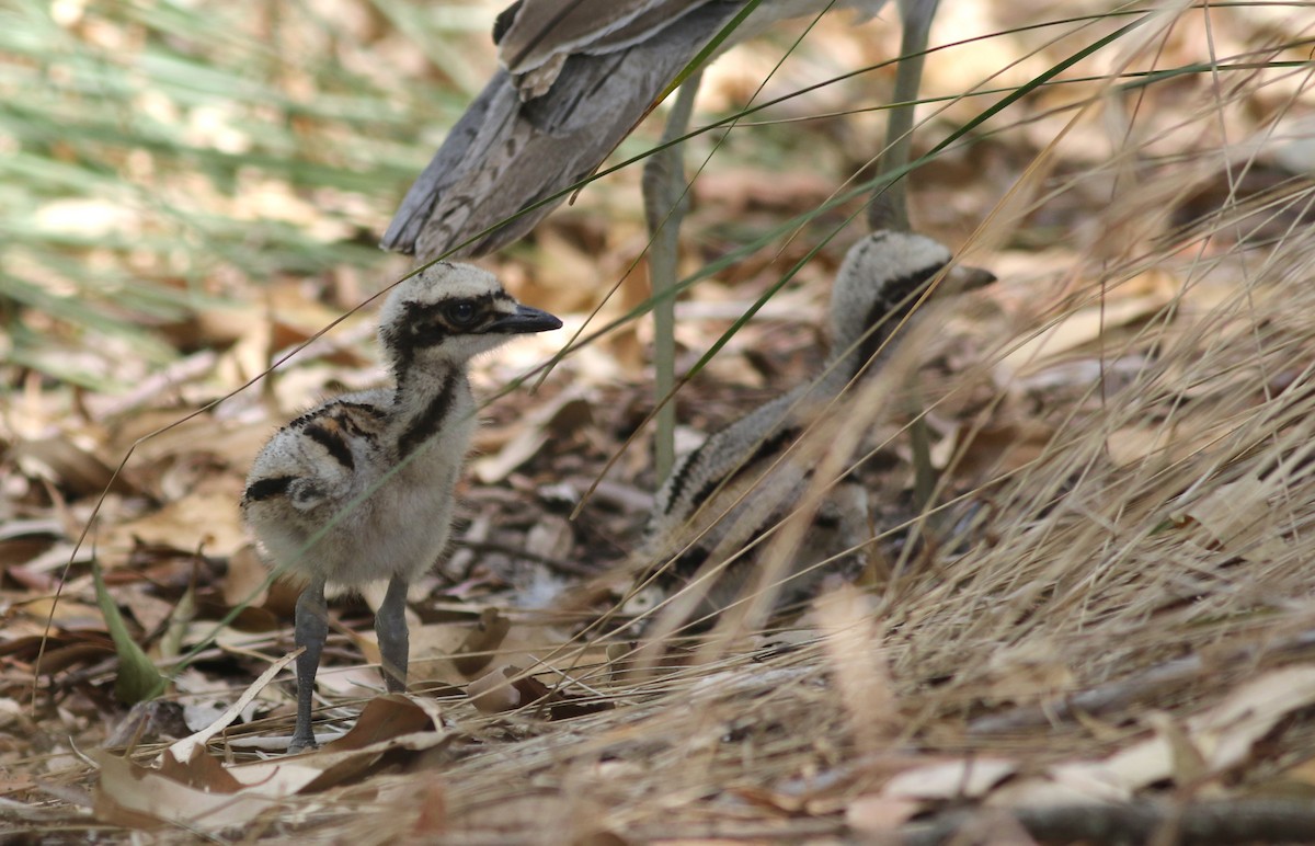 Langschwanztriel - ML646649466