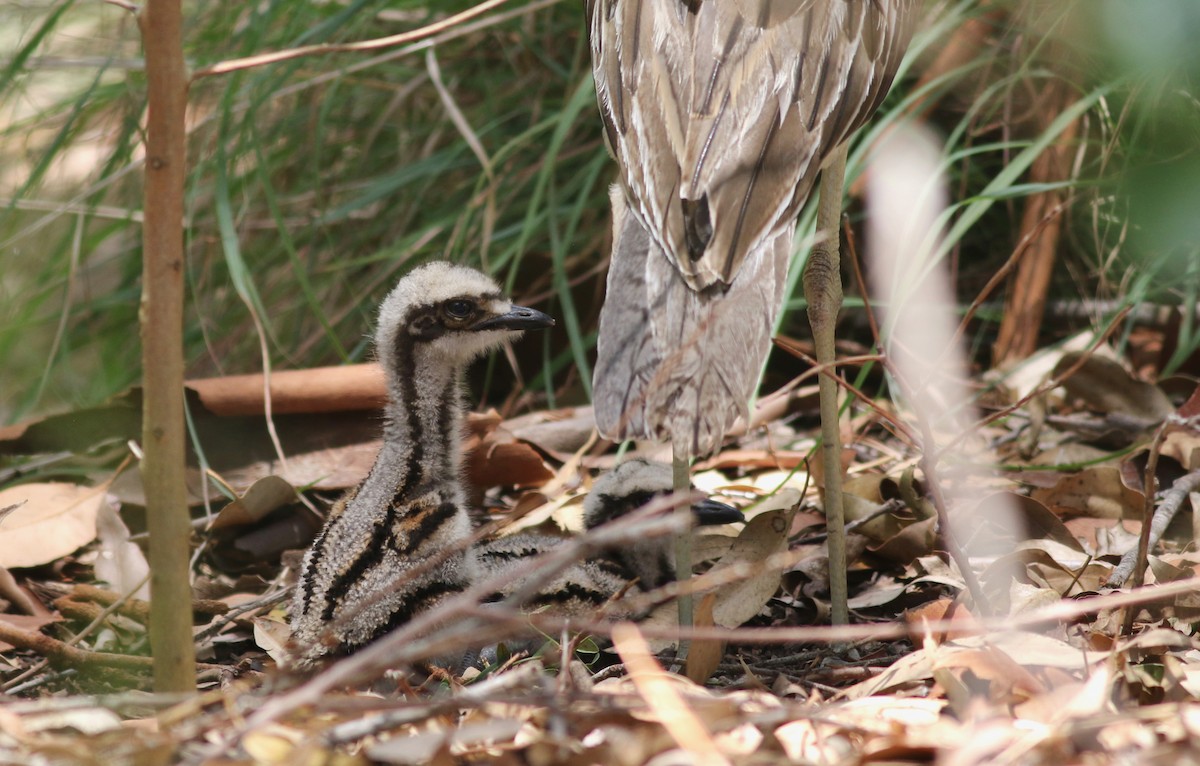 Langschwanztriel - ML646649467