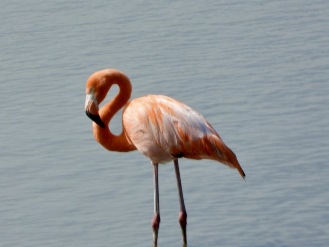 American Flamingo - ML646649468