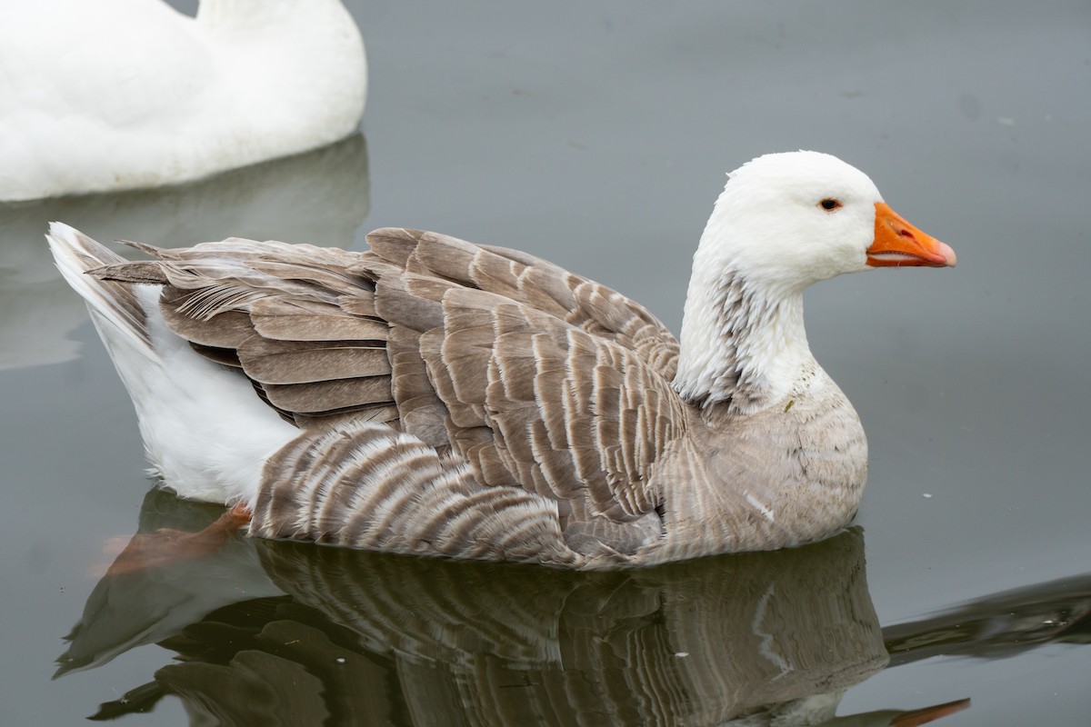 grågås (domestisert) - ML646649471