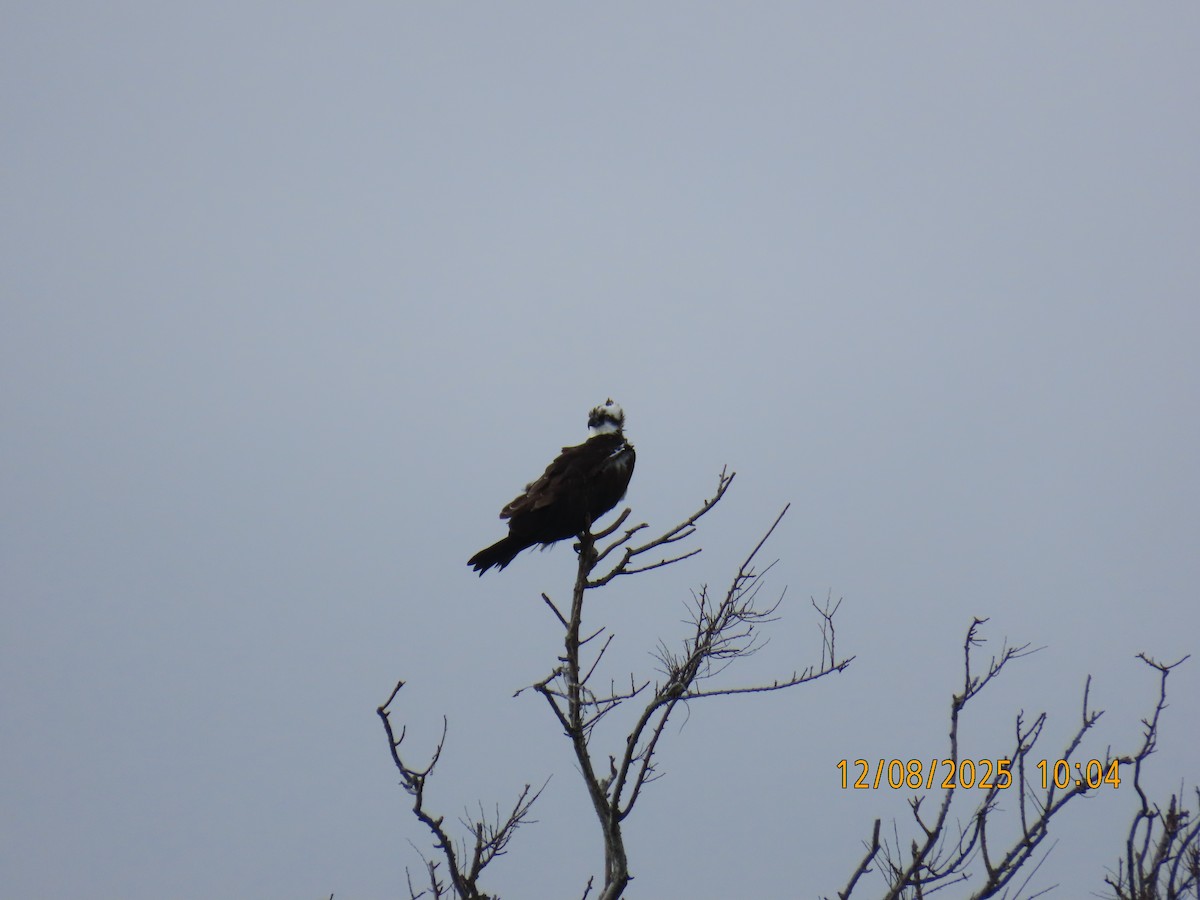 Osprey - ML646649473