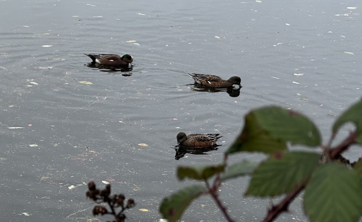 Eurasian x American Wigeon (hybrid) - ML646649474