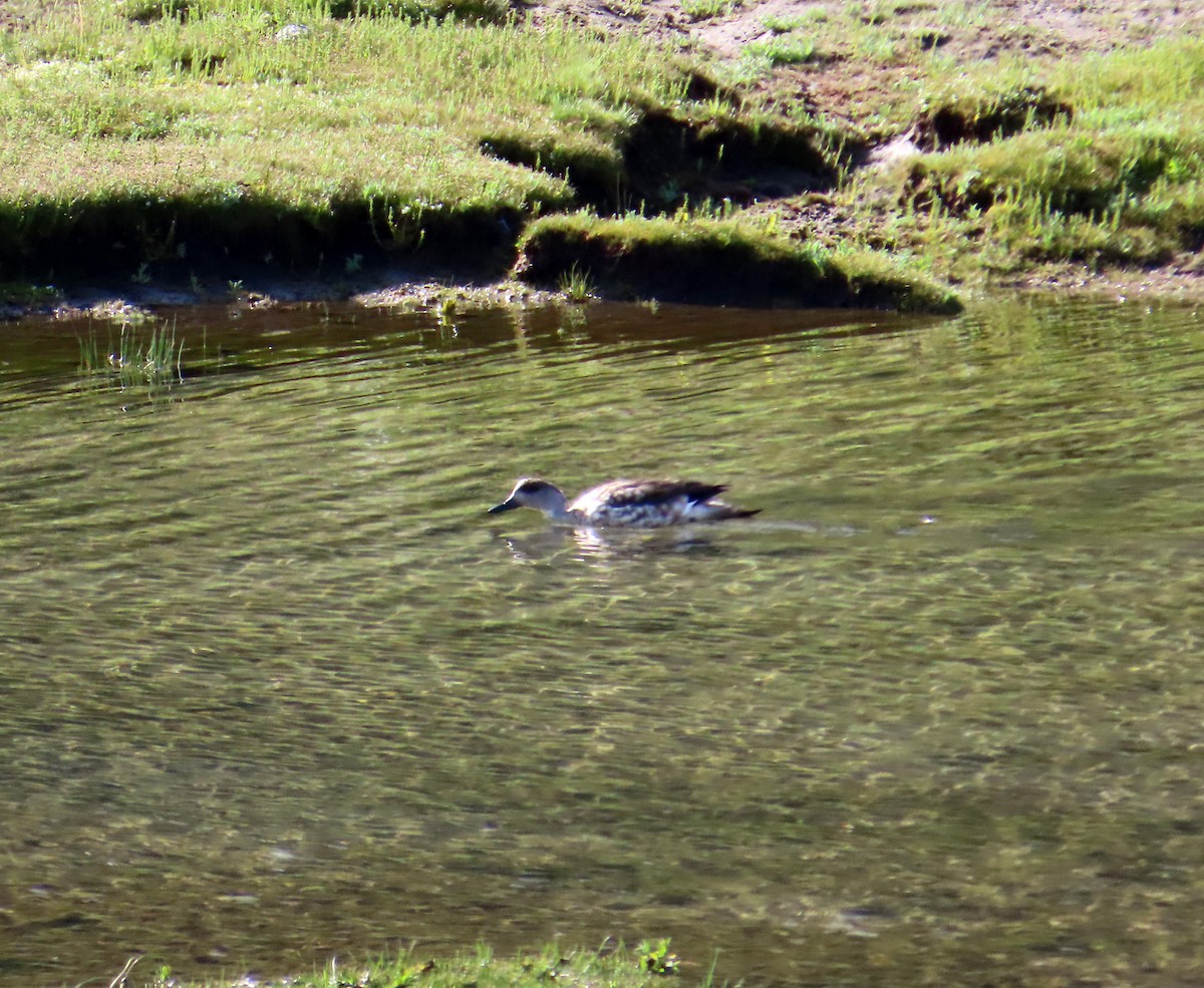 Ánade Juarjal - ML646649476