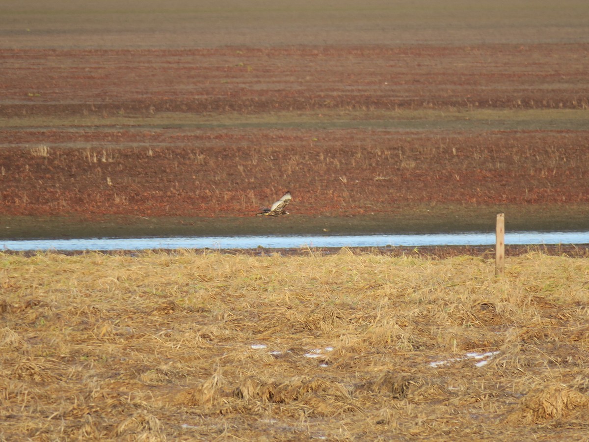 moták severoamerický - ML646649477