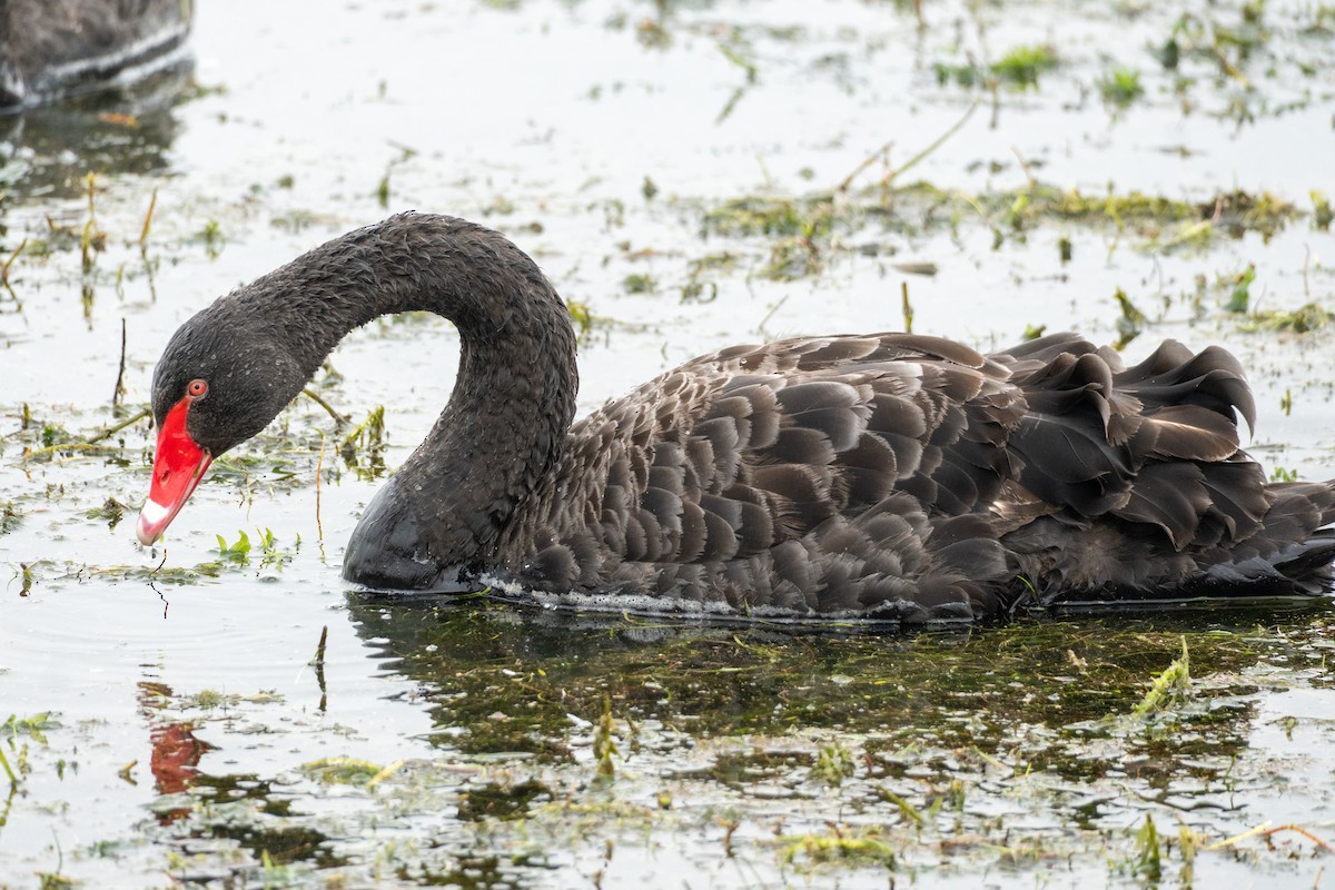 Cigno nero - ML646649478