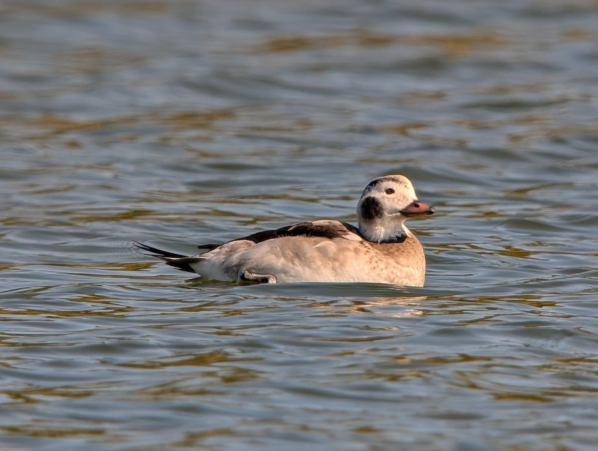 Long-tailed Duck - ML646649479