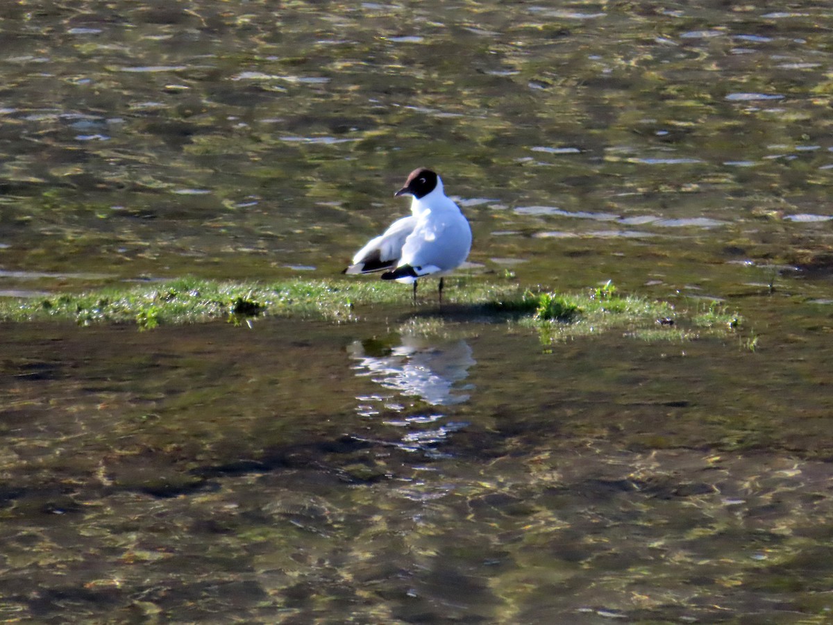 Gaviota Andina - ML646649481
